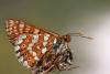 Euphydryas sp.